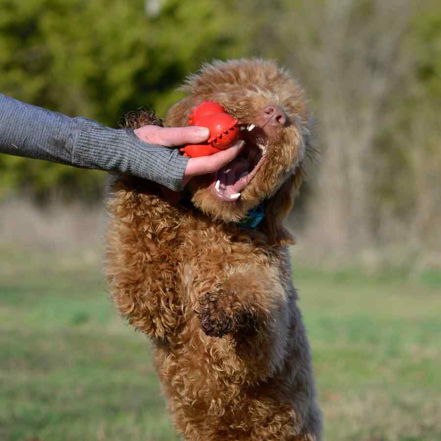 Playology Puppy Teething Bounce Ball Beef L, , large image number null